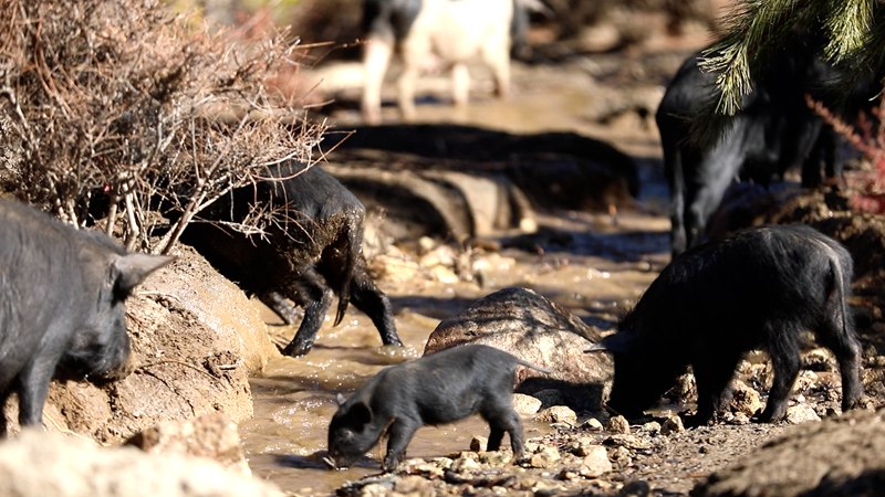 藏香豬在喝水。