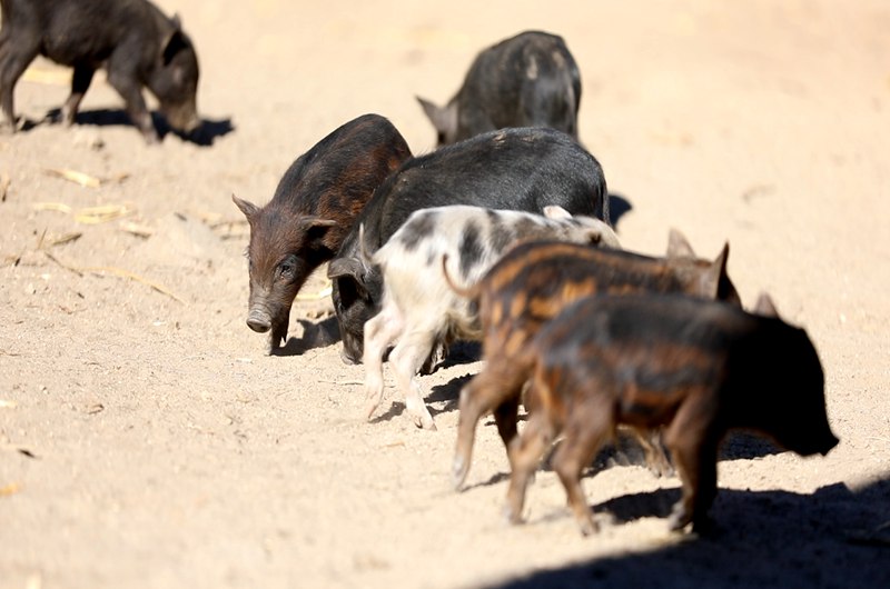 藏香豬在覓食。