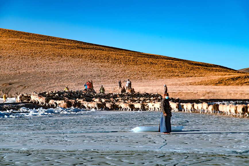 牧民趕著羊群，準(zhǔn)備通過(guò)冰面。 覃穎華攝