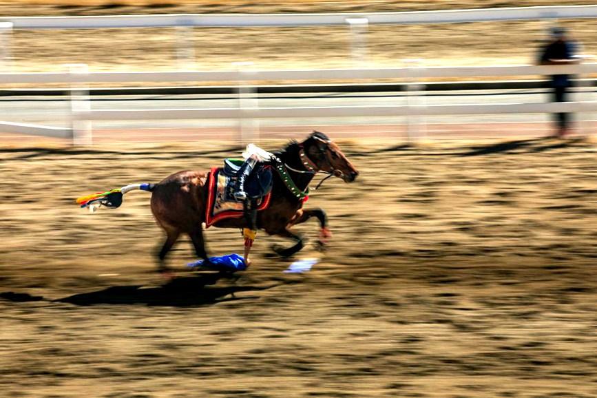藏歷新年，精彩的馬術表演。張靜攝