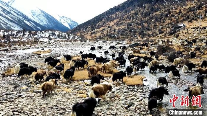 圖為角木那村生態(tài)散養(yǎng)的牦牛正在覓食?！『槿艉?攝