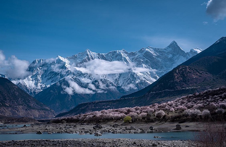雪山下的桃花。張靜攝