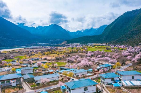 人間桃花源！林芝桃花有多絕？
