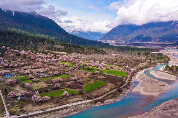 人間桃花源！林芝桃花有多絕？