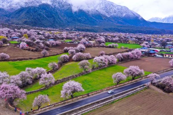 人間桃花源！林芝桃花有多絕？