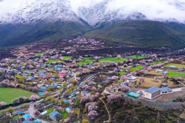 人間桃花源！林芝桃花有多絕？