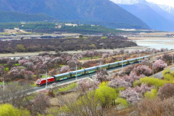 人間桃花源！林芝桃花有多絕？