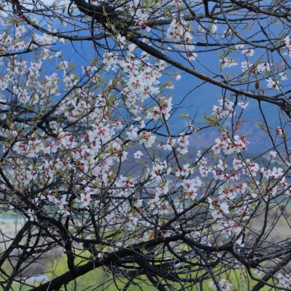 人間桃花源！林芝桃花有多絕？