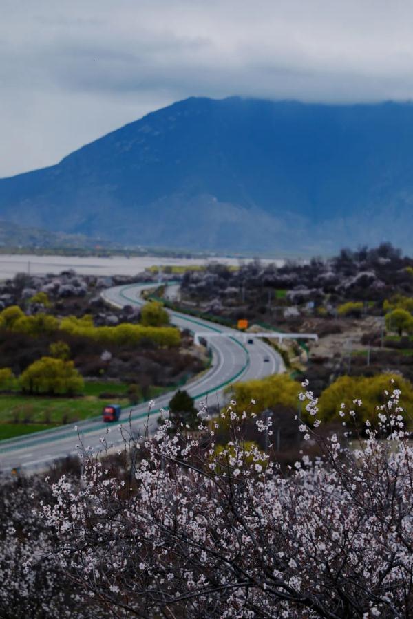 人間桃花源！林芝桃花有多絕？
