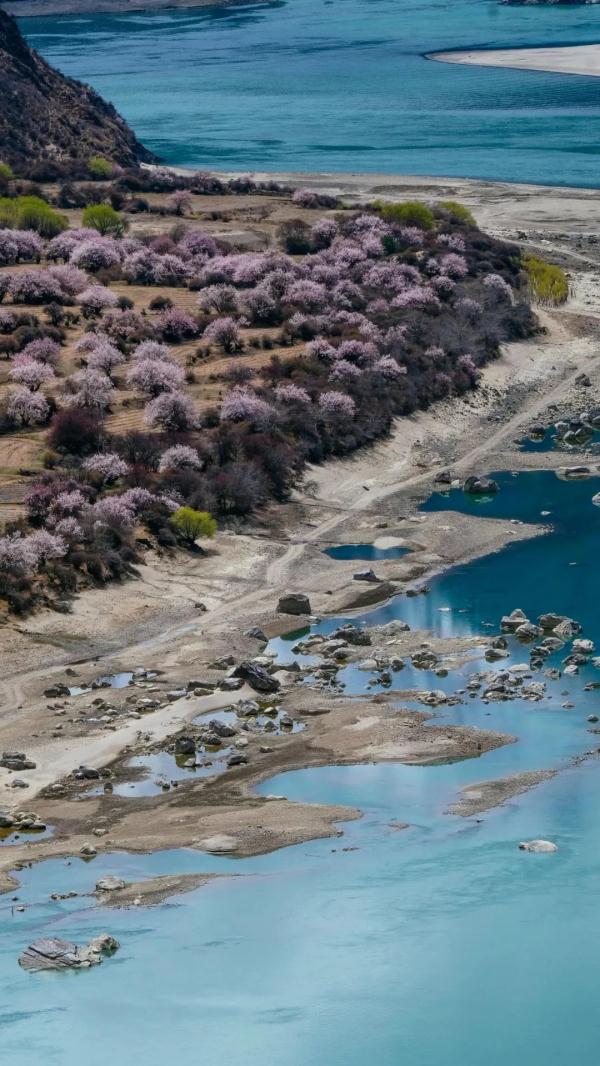 人間桃花源！林芝桃花有多絕？