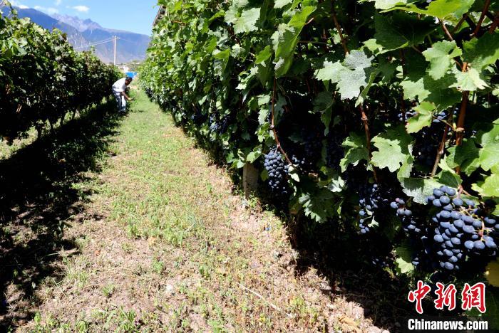 昌都芒康縣依托“兩江流域”干熱河谷地帶地理優(yōu)勢(shì)將康巴蜜橘、蘋(píng)果、甜石榴、葡萄、蜜桃等經(jīng)濟(jì)林木種植?！〔际忻⒖悼h委宣傳部供圖