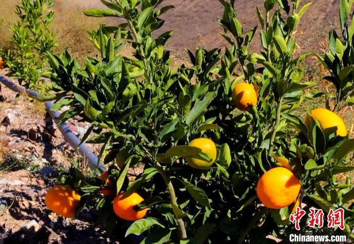 昌都芒康縣依托“兩江流域”干熱河谷地帶地理優(yōu)勢(shì)將康巴蜜橘、蘋(píng)果、甜石榴、葡萄、蜜桃等經(jīng)濟(jì)林木種植。　昌都市芒康縣委宣傳部供圖