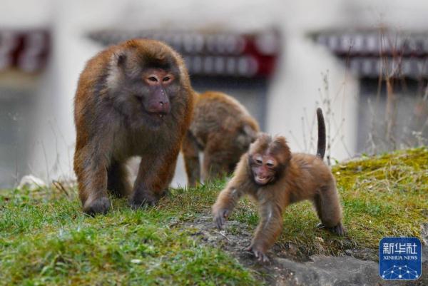 西藏:勒布溝里的獼猴