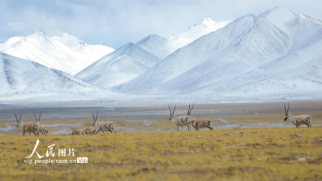 西藏阿里:野生動(dòng)物悠閑覓食【3】