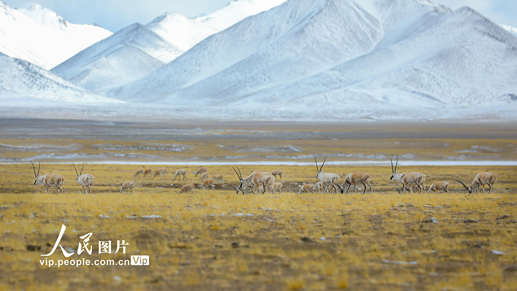 西藏阿里:野生動(dòng)物悠閑覓食【4】