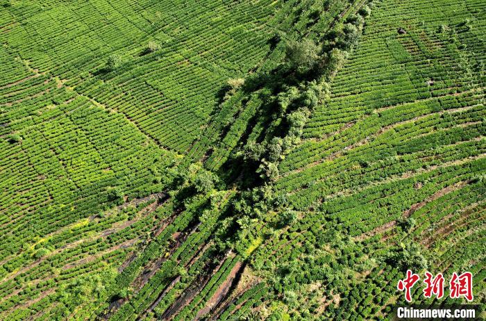 圖為西藏林芝市墨脫縣果果塘大拐彎附近的茶田。(無人機照片) 李林 攝