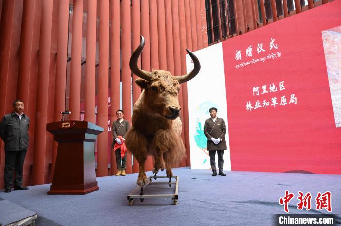 圖為阿里地區(qū)林草局捐贈(zèng)的金絲野牦牛標(biāo)本。　趙朗 攝