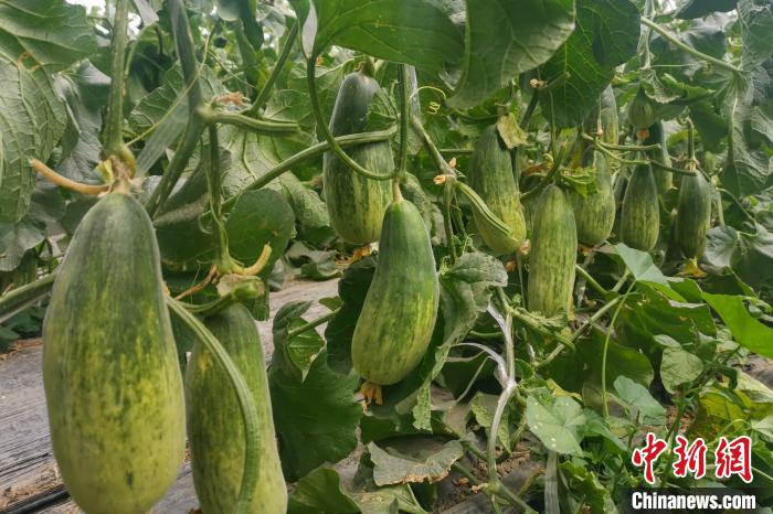 西藏海拔4400多米康馬縣甜瓜、西瓜豐收