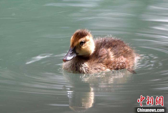圖為6月22日，棲息在拉魯濕地的白眼潛鴨。　李林 攝