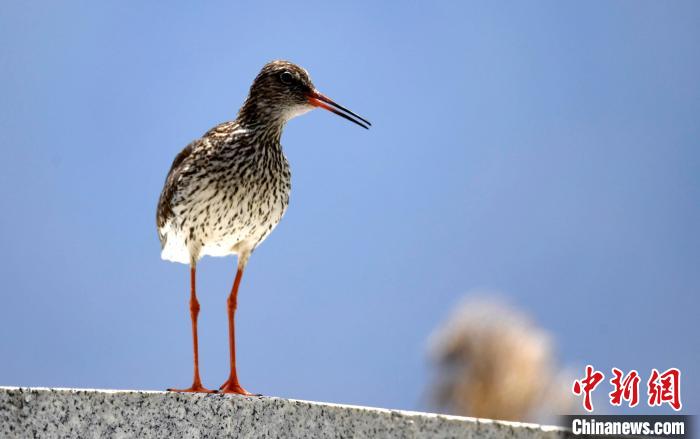 圖為6月22日，棲息在拉魯濕地的紅腳鷸?！±盍?攝
