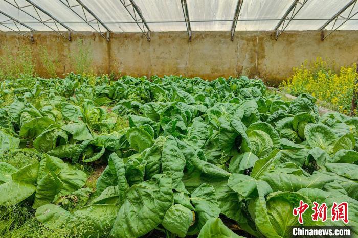 公珠湖執(zhí)勤點的大棚蔬菜，種菜是該執(zhí)勤點輪換民警們的日常?！↓埿▲P 攝