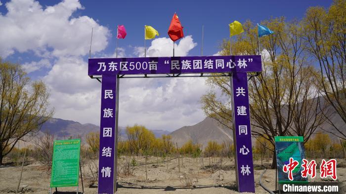 圖為“民族團(tuán)結(jié)同心林”項目。　乃東融媒供圖
