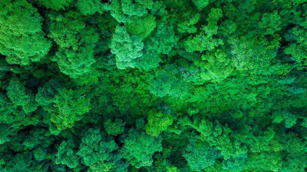 森林覆蓋率達(dá)到50%以上，滿目皆綠。益西曲批攝