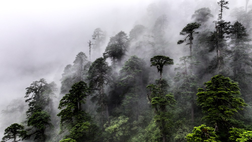 水霧蒸騰，滿目皆綠。張澤坤攝