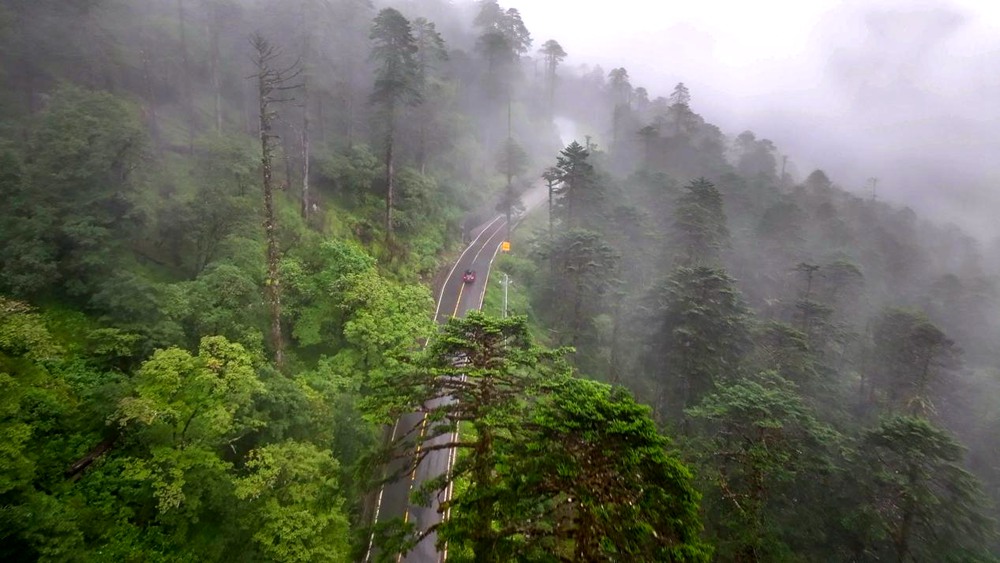 穿行于綠色間。張澤坤攝