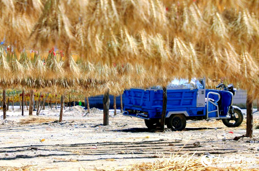 金燦燦的秋天，都是收獲。  人民網(wǎng) 李海霞攝