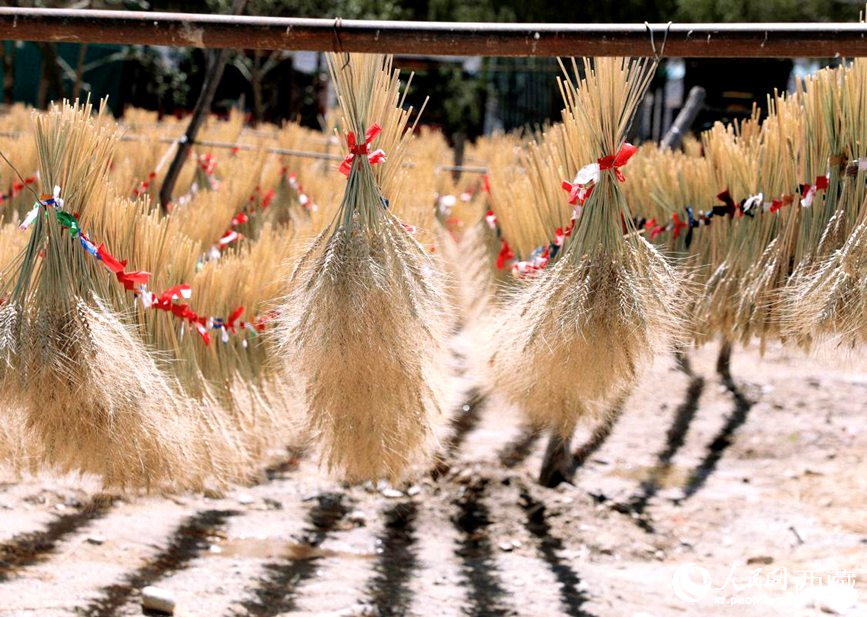 整個村莊沉浸在收獲的喜悅中。人民網(wǎng) 李海霞攝