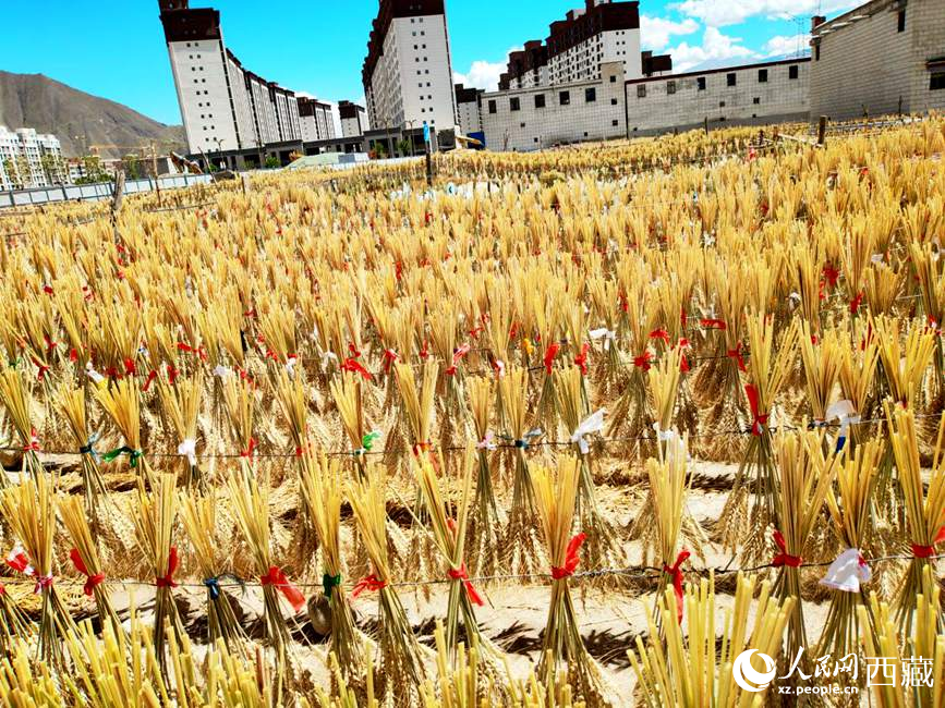 整個村莊沉浸在收獲的喜悅中。人民網(wǎng) 李海霞攝