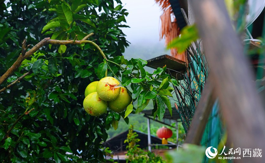 墨脫縣德興鄉(xiāng)德興村庭院果樹飄香。