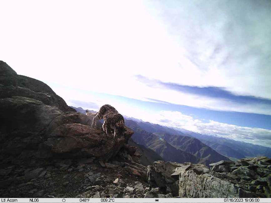 雪豹影像。山水自然保護(hù)中心供圖