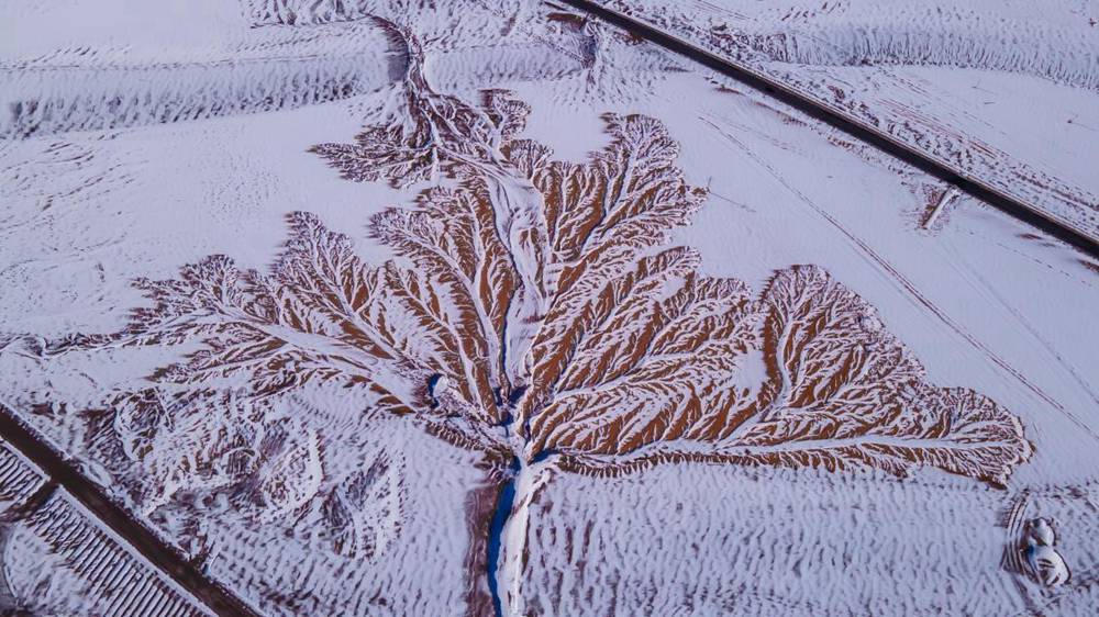 雪中“大樹”。邊巴多吉攝