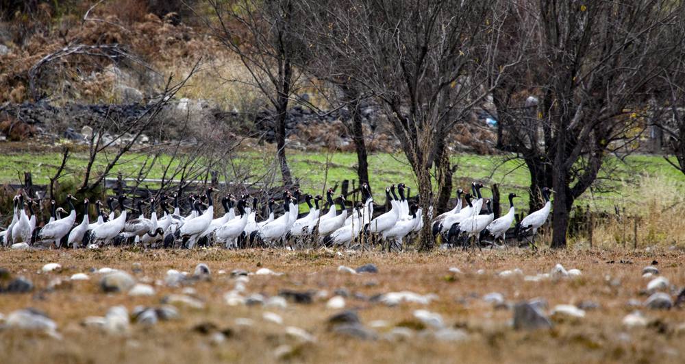 黑頸鶴在濕地上閑庭信步。索多攝