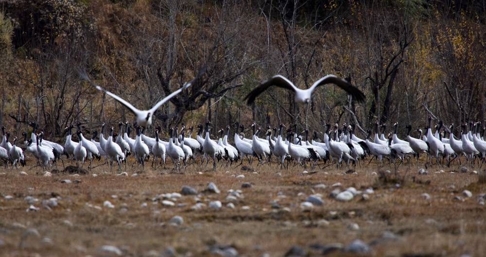 黑頸鶴蹁躚起舞美如畫。索多攝