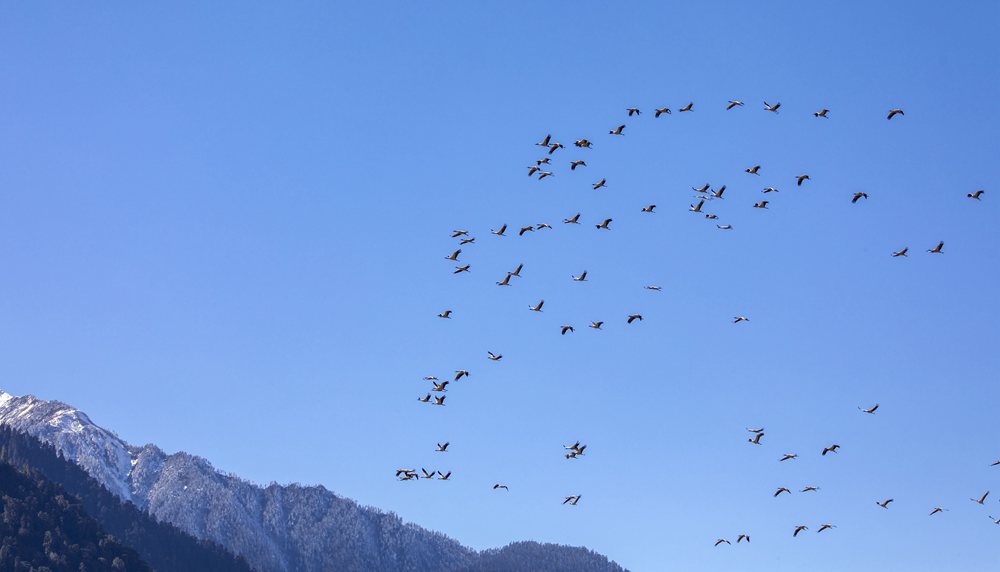 黑頸鶴在天空中自由翱翔。索多攝