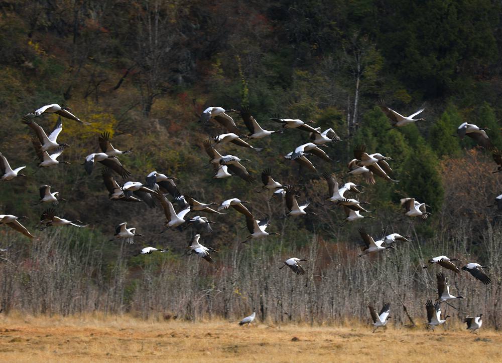 黑頸鶴蹁躚起舞美如畫。益西旦增攝