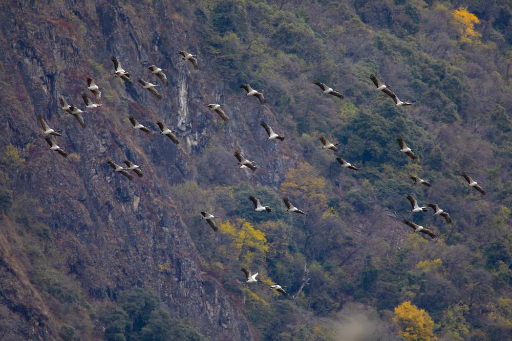 黑頸鶴蹁躚起舞美如畫。索多攝