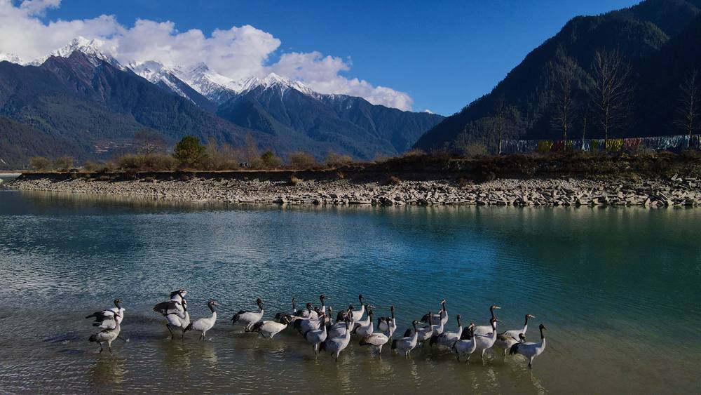 河中嬉戲的黑頸鶴。益西旦增攝
