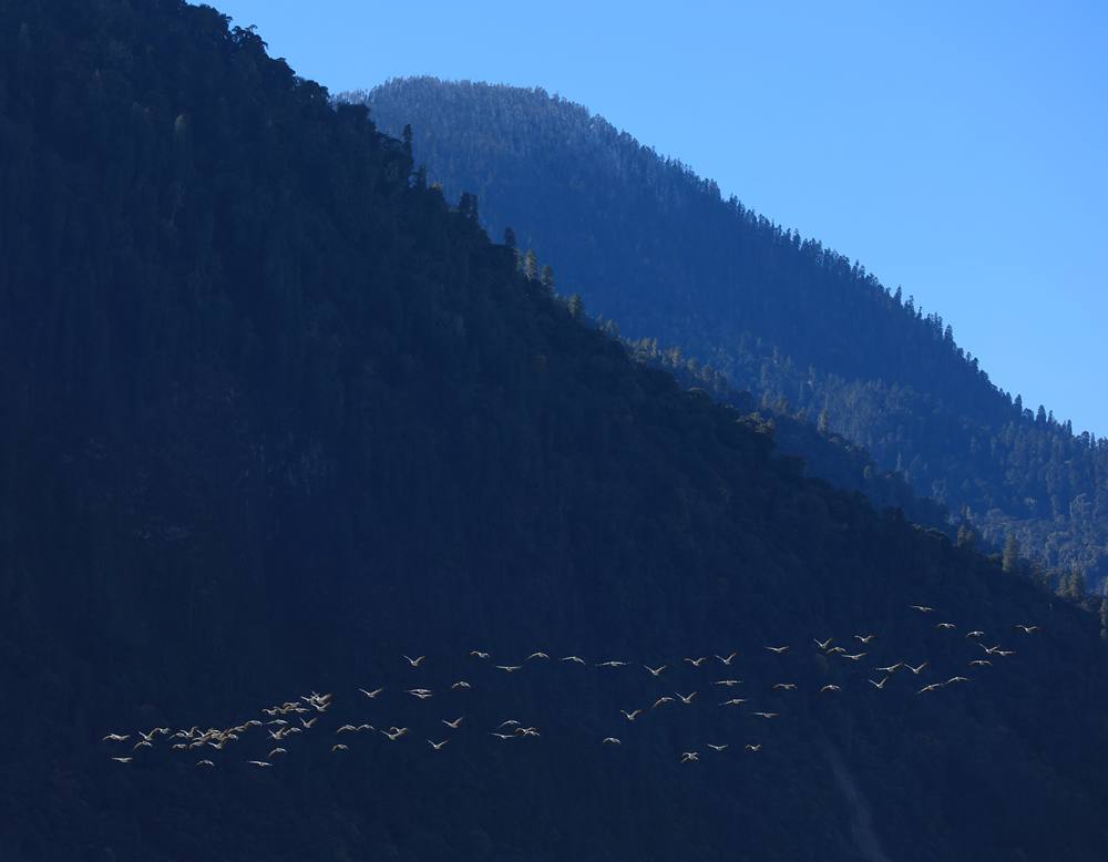 黑頸鶴在天空中自由翱翔。益西旦增攝
