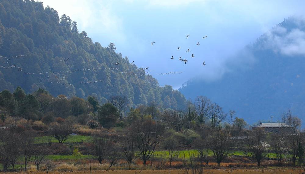 成群的黑頸鶴為冬日高原增添生機(jī)。益西旦增攝