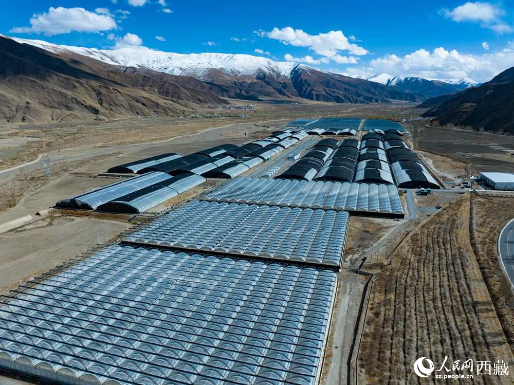 西藏瓊結(jié):智慧大棚助增收【2】