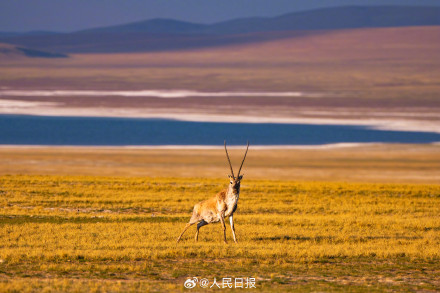 可愛壁紙上新！藏羚羊就是高原上的精靈吧
