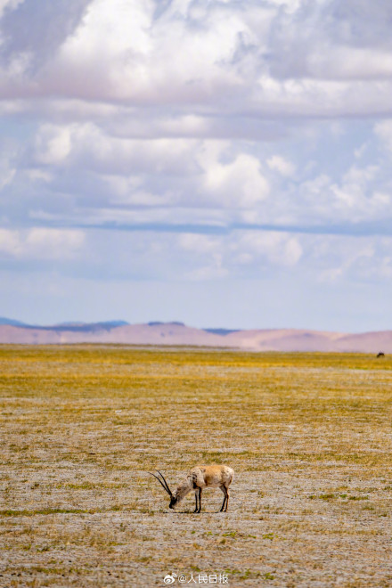 可愛壁紙上新！藏羚羊就是高原上的精靈吧