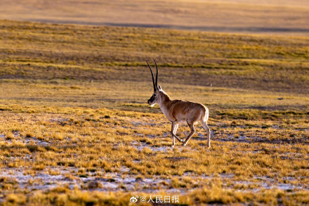 可愛壁紙上新！藏羚羊就是高原上的精靈吧