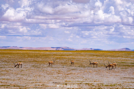 可愛壁紙上新！藏羚羊就是高原上的精靈吧