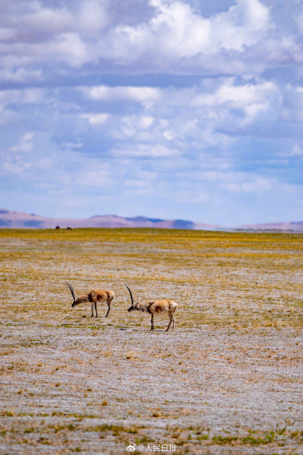 可愛壁紙上新！藏羚羊就是高原上的精靈吧