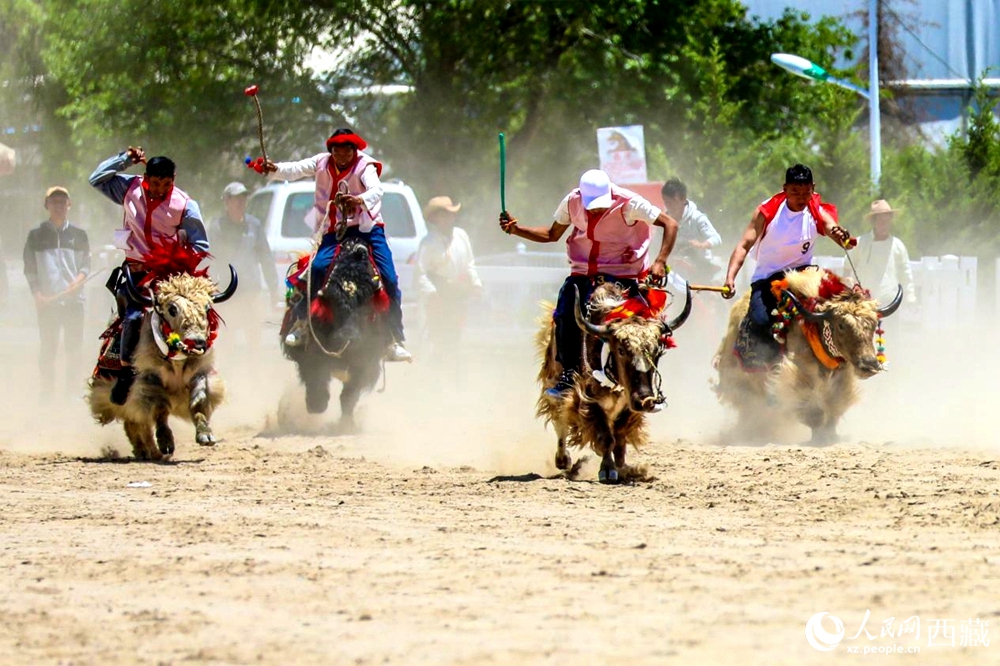 拉薩首屆農(nóng)牧民運動會上的賽牦牛比賽。